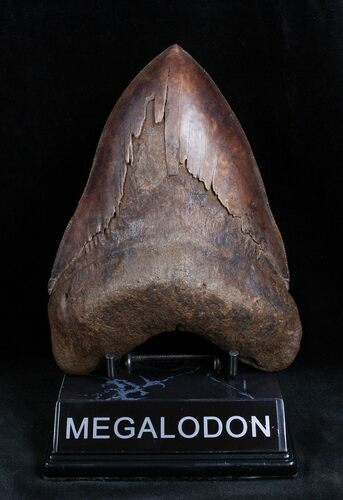 Massive/Sharp Inch Georgia Megalodon Tooth #1656